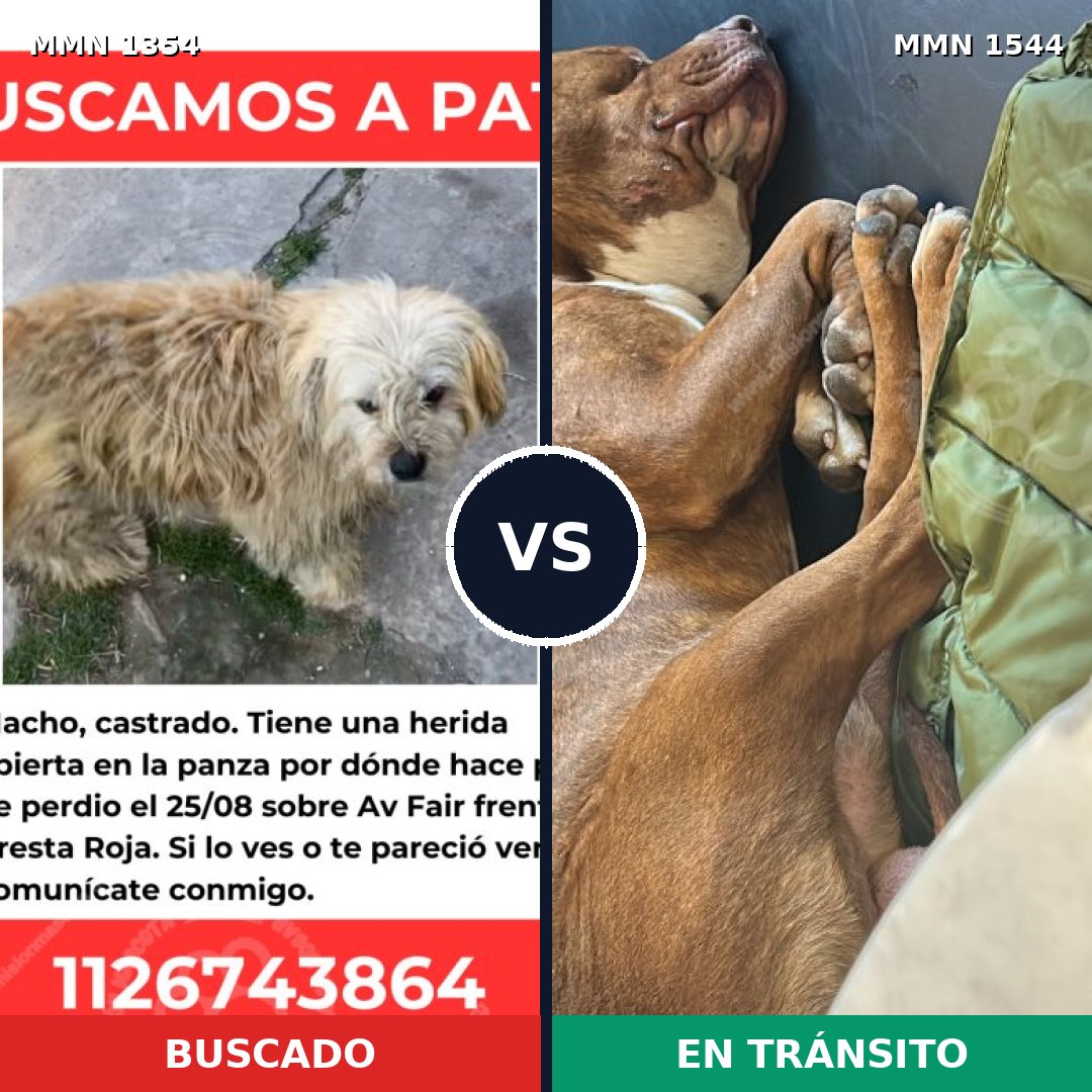 Comparativa MMS 29960: mascota perdida y mascota encontrada, 41% de similitud