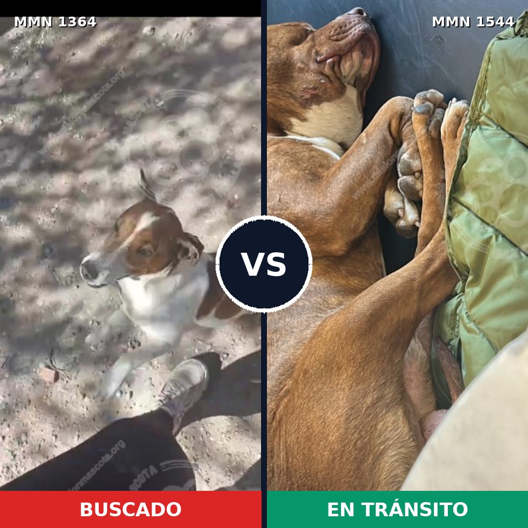 Comparativa MMS 29961: mascota perdida y mascota encontrada, 26% de similitud