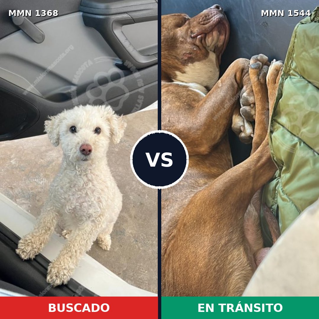 Comparativa MMS 29962: mascota perdida y mascota encontrada, 34% de similitud