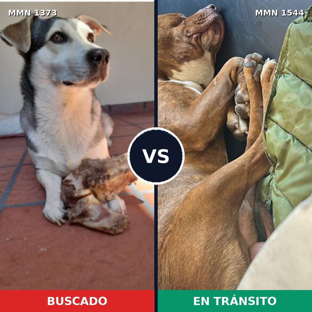 Comparativa MMS 29963: mascota perdida y mascota encontrada, 35% de similitud