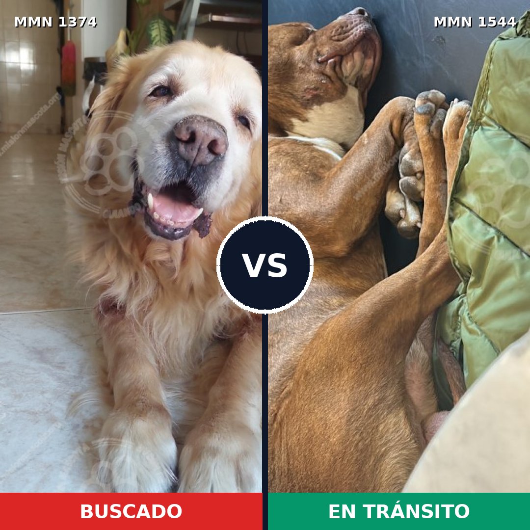 Comparativa MMS 29964: mascota perdida y mascota encontrada, 53% de similitud