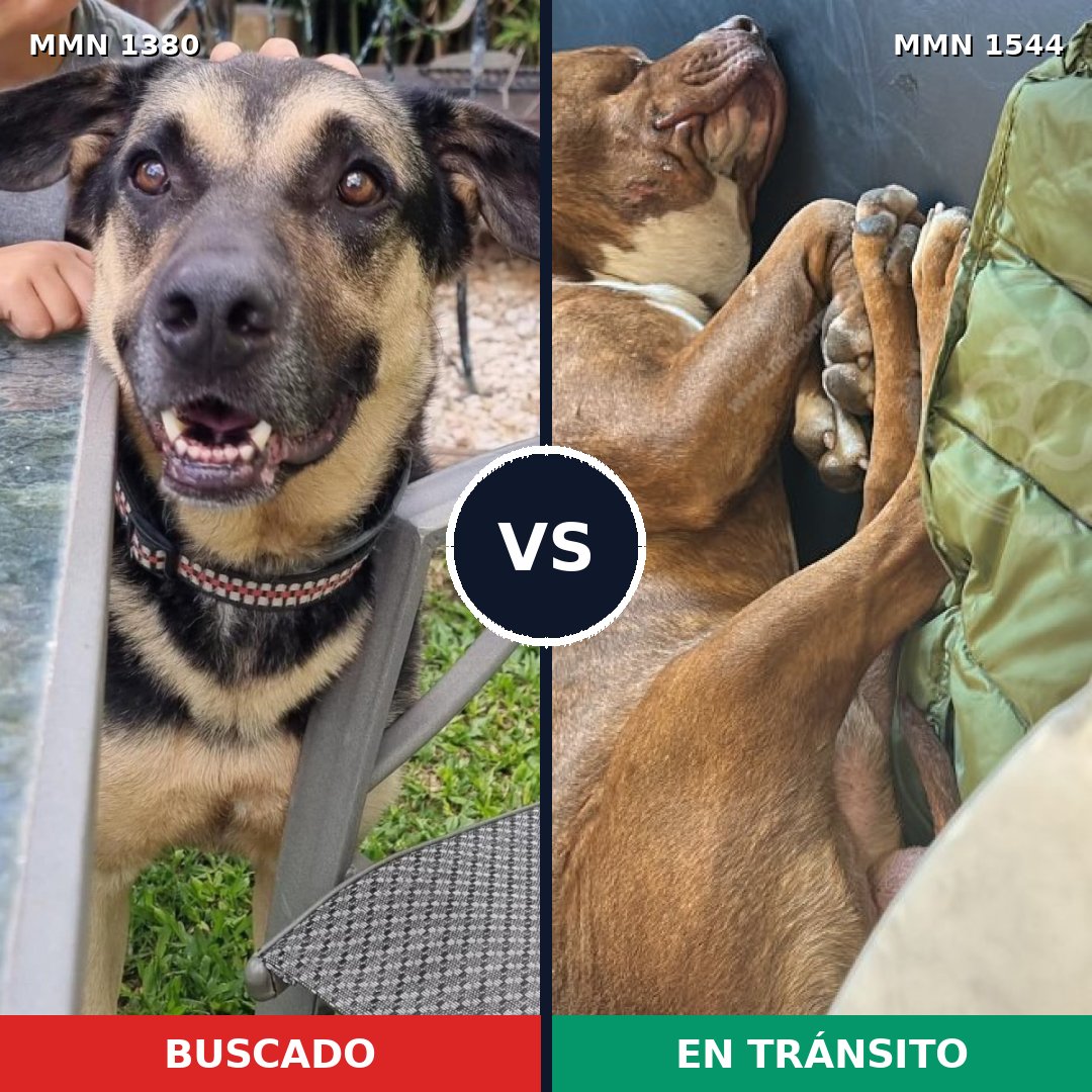 Comparativa MMS 29966: mascota perdida y mascota encontrada, 47% de similitud