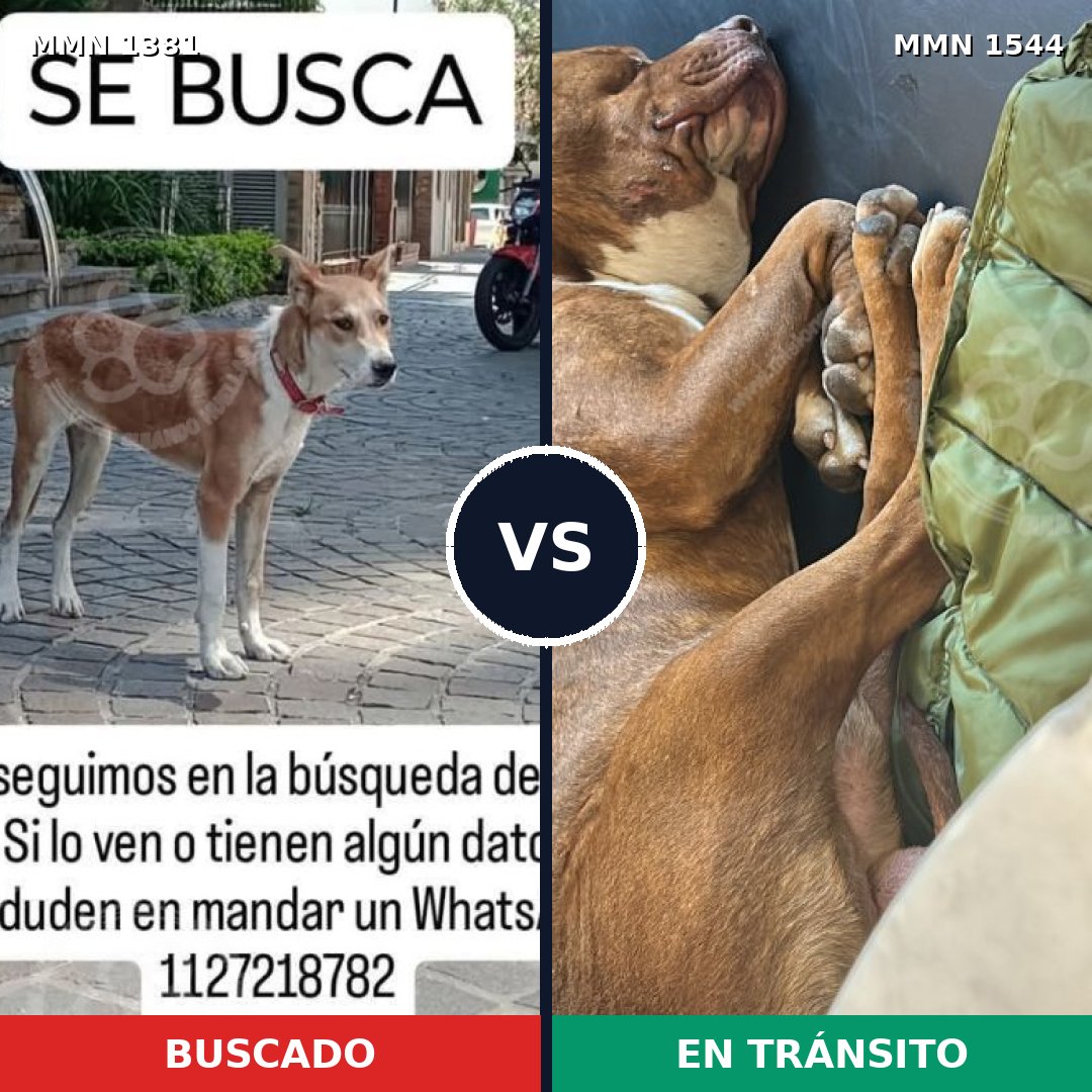 Comparativa MMS 29967: mascota perdida y mascota encontrada, 49% de similitud