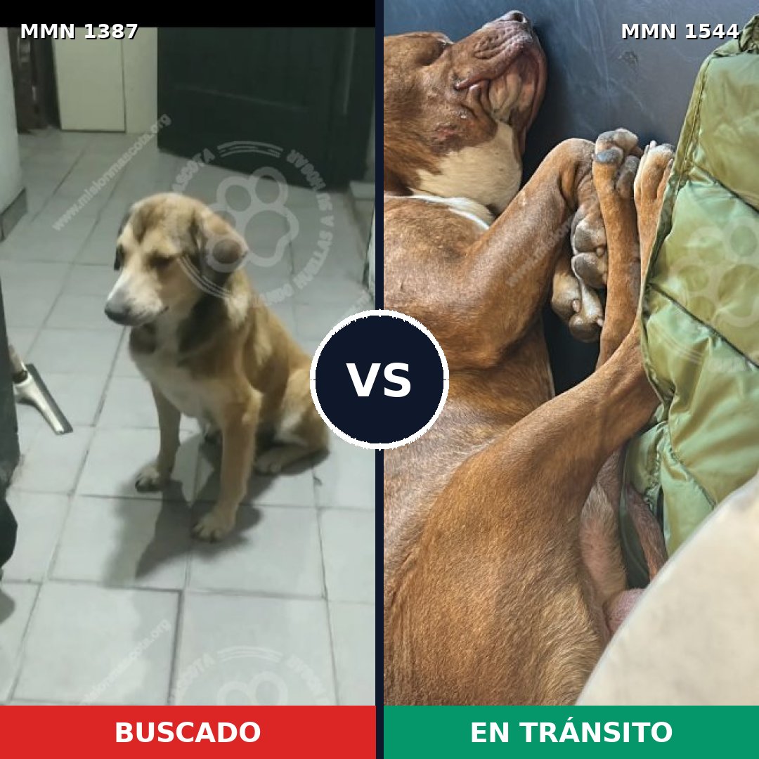 Comparativa MMS 29968: mascota perdida y mascota encontrada, 44% de similitud