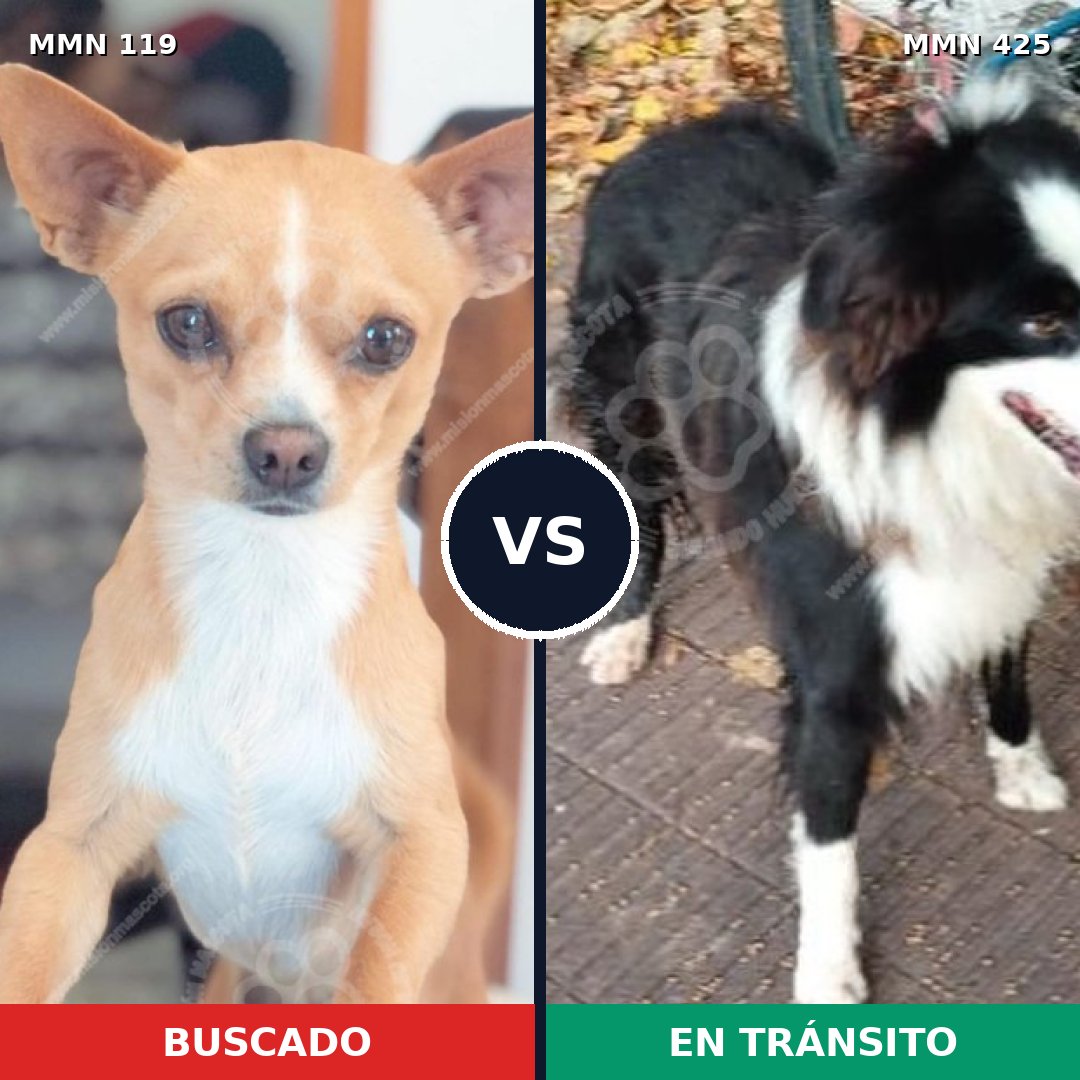 Comparativa MMS 2997: mascota perdida y mascota encontrada, 16% de similitud