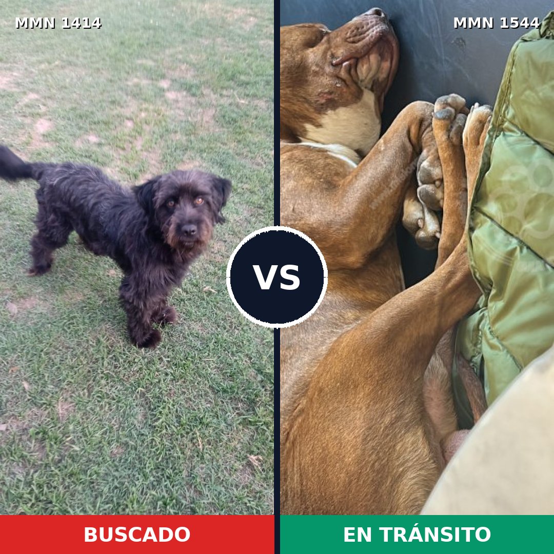 Comparativa MMS 29970: mascota perdida y mascota encontrada, 40% de similitud