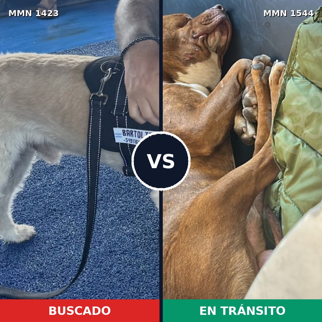 Comparativa MMS 29971: mascota perdida y mascota encontrada, 51% de similitud