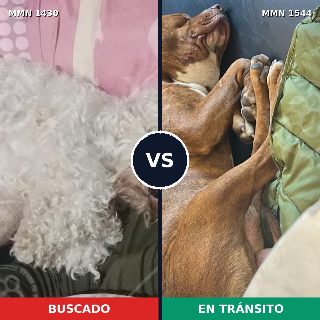 Comparativa MMS 29973: mascota perdida y mascota encontrada, 35% de similitud