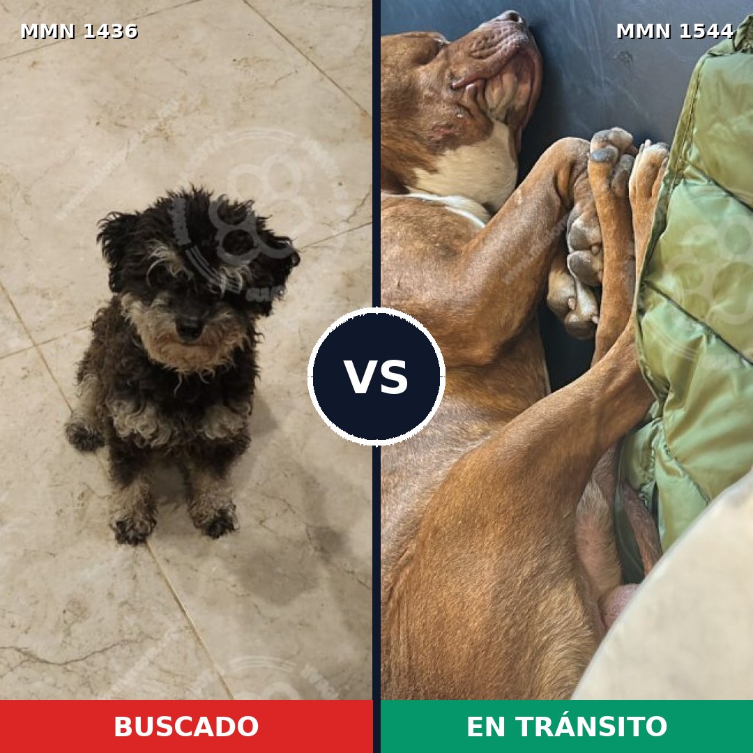 Comparativa MMS 29974: mascota perdida y mascota encontrada, 34% de similitud