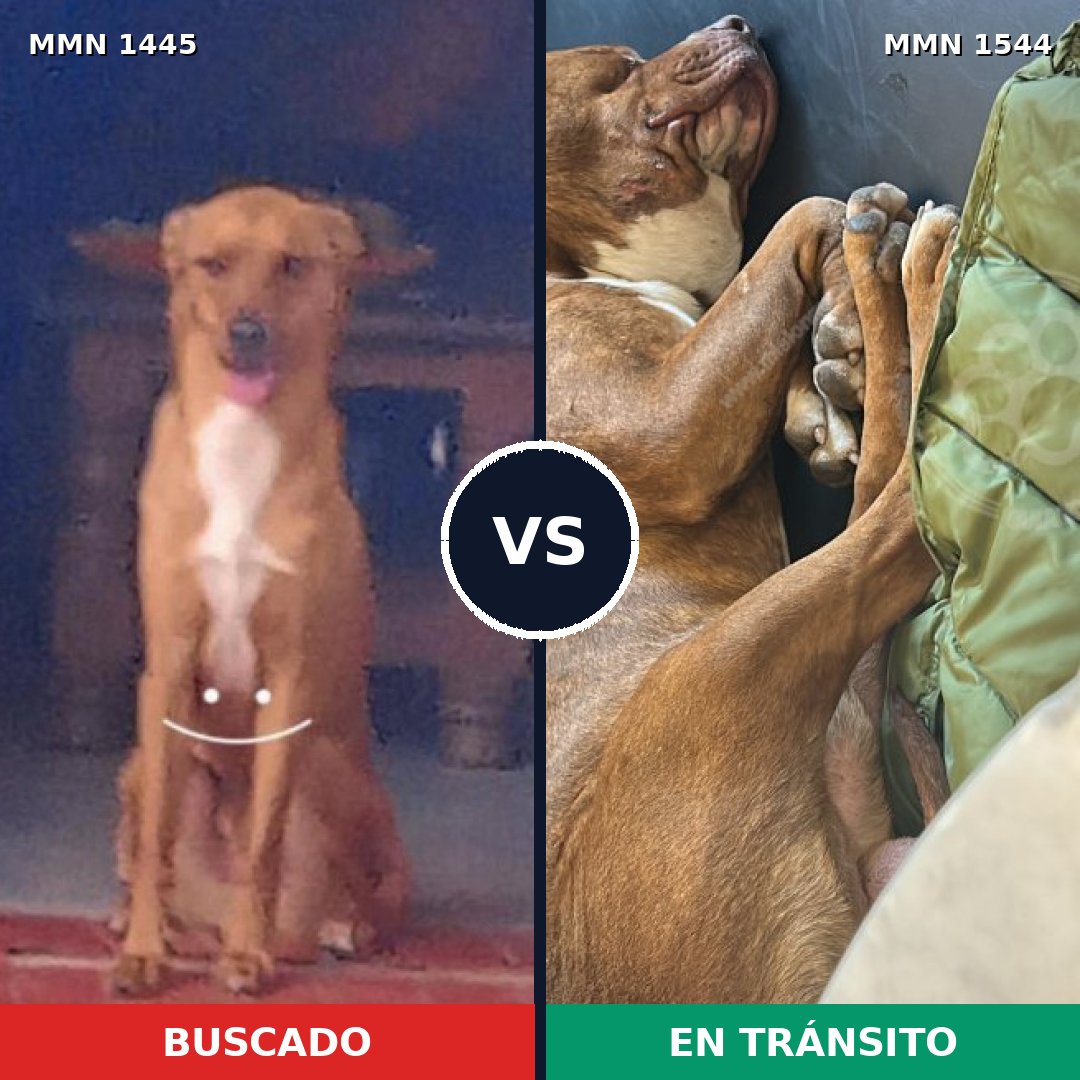 Comparativa MMS 29976: mascota perdida y mascota encontrada, 45% de similitud