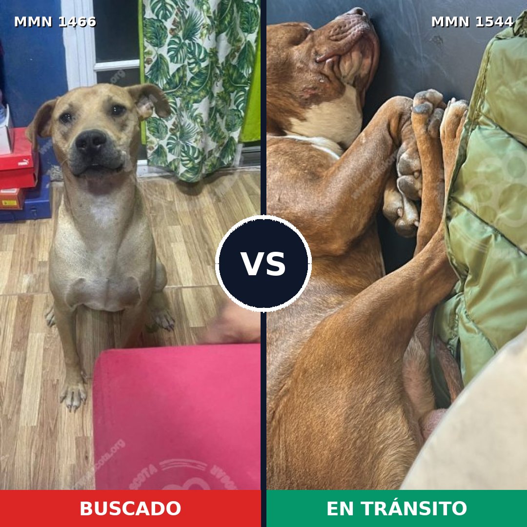 Comparativa MMS 29978: mascota perdida y mascota encontrada, 54% de similitud