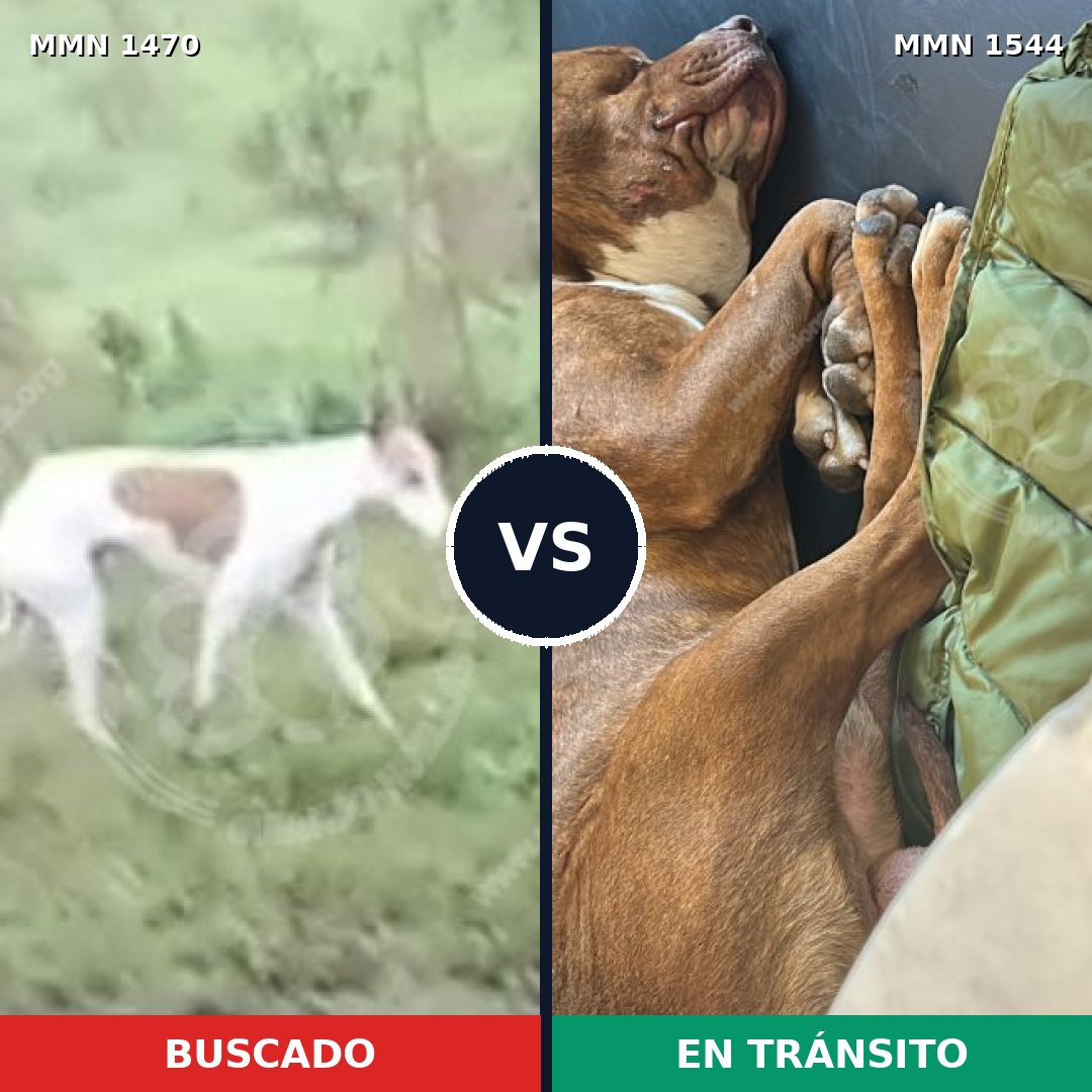 Comparativa MMS 29979: mascota perdida y mascota encontrada, 44% de similitud