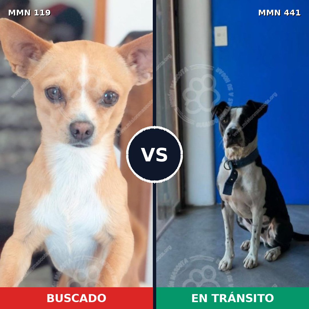 Comparativa MMS 2998: mascota perdida y mascota encontrada, 30% de similitud