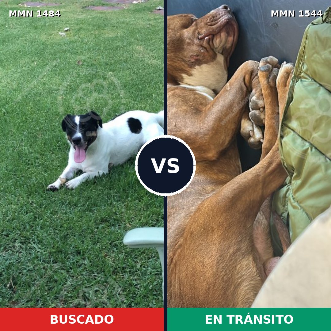 Comparativa MMS 29980: mascota perdida y mascota encontrada, 33% de similitud