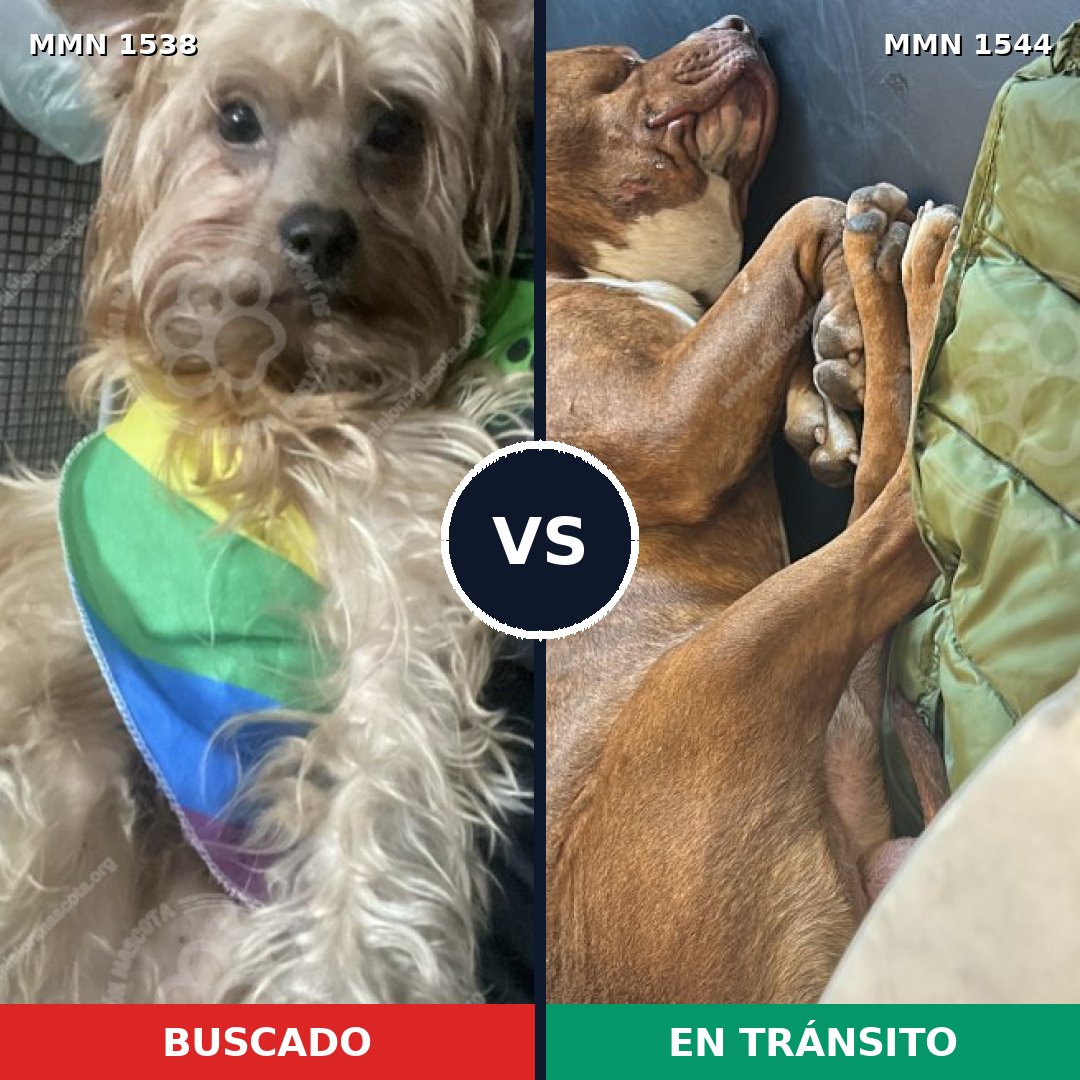 Comparativa MMS 29982: mascota perdida y mascota encontrada, 33% de similitud