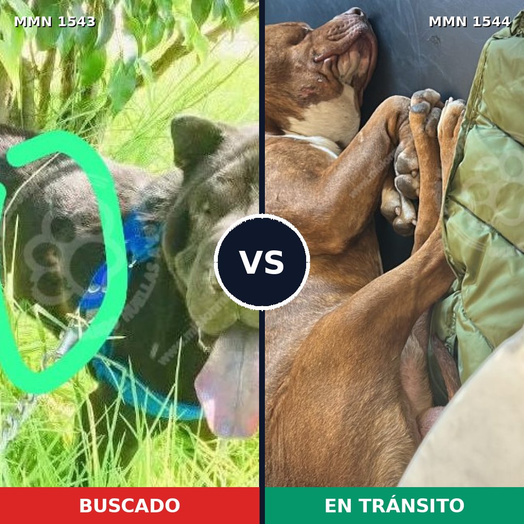 Comparativa MMS 29983: mascota perdida y mascota encontrada, 33% de similitud