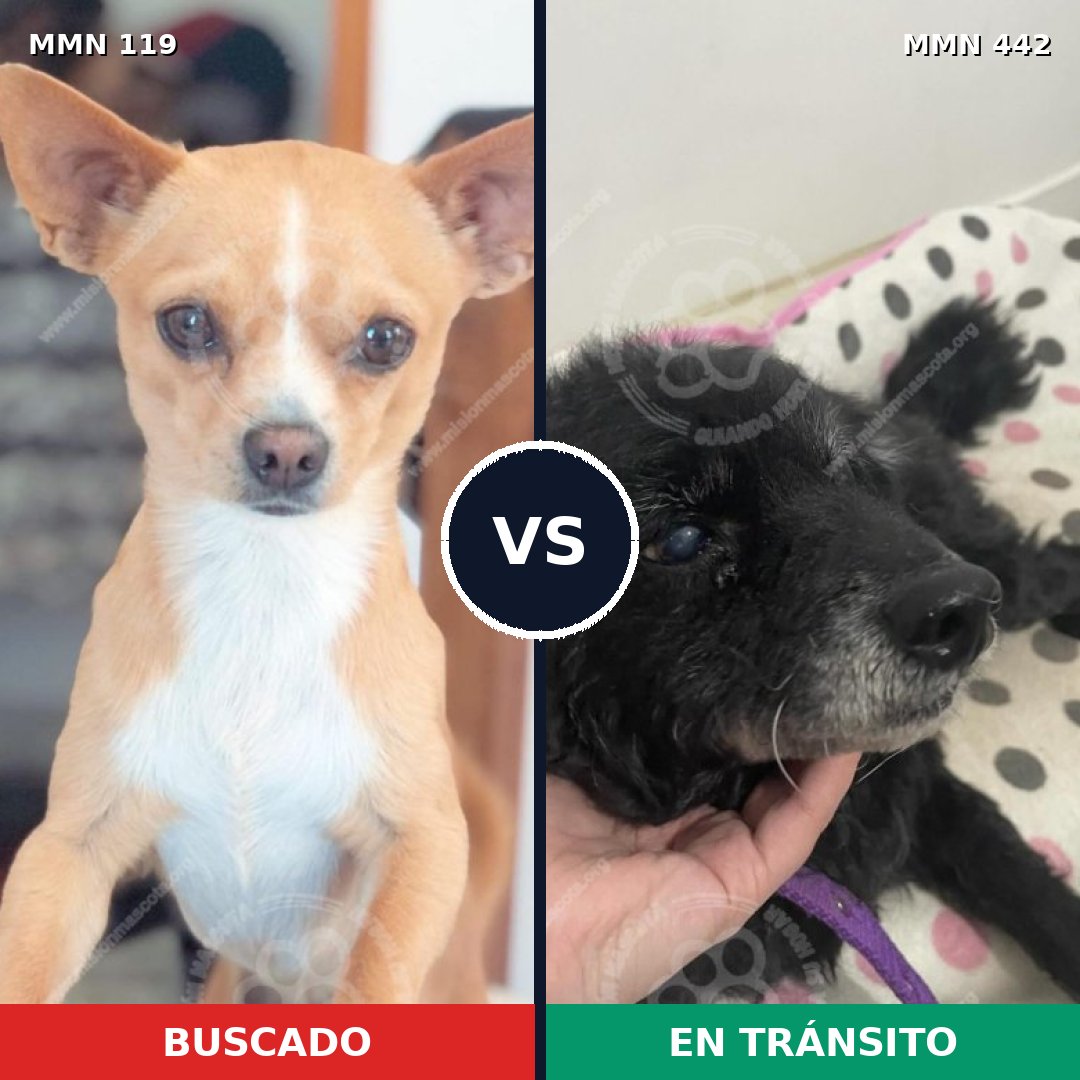 Comparativa MMS 2999: mascota perdida y mascota encontrada, 15% de similitud