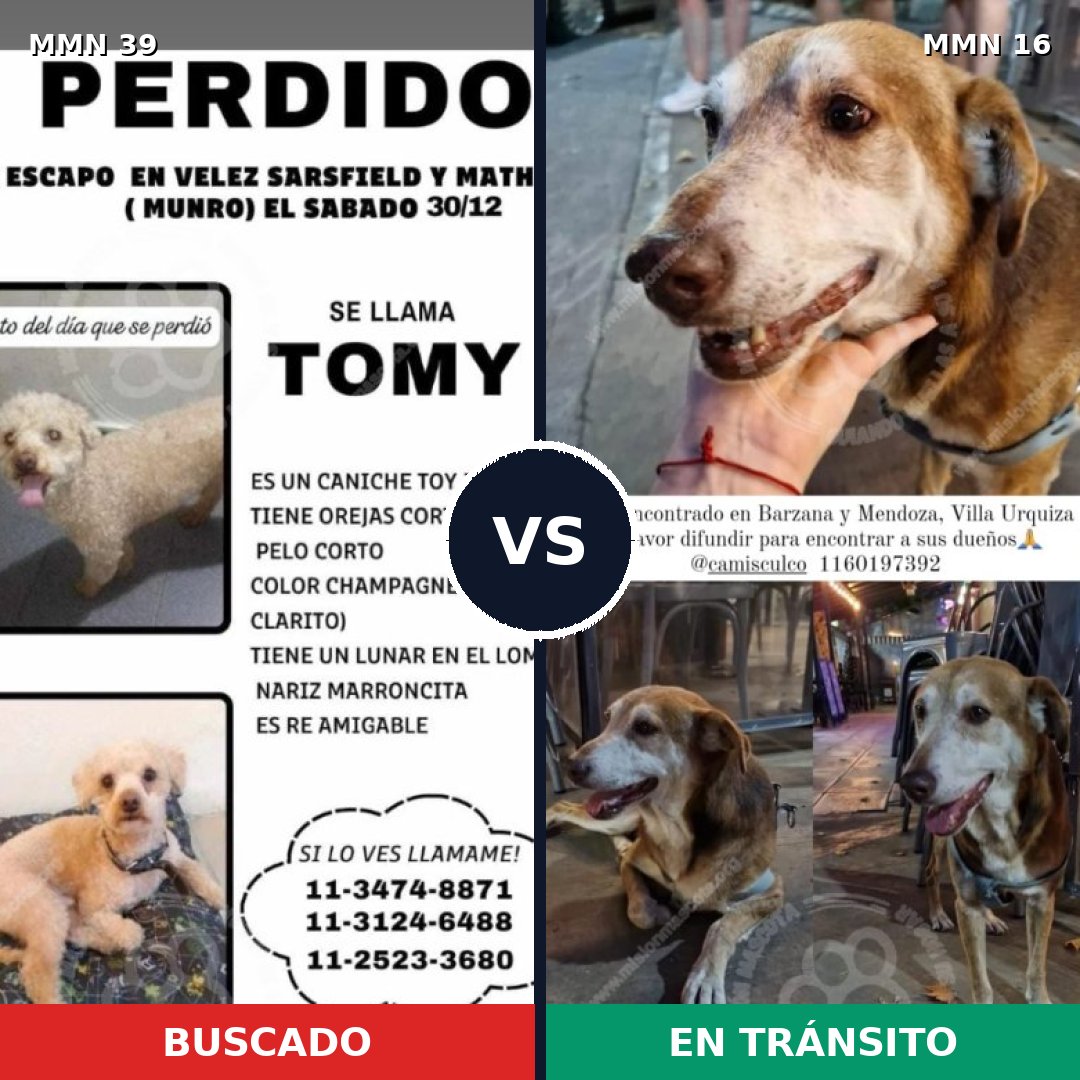 Comparativa MMS 3: mascota perdida y mascota encontrada, 27% de similitud