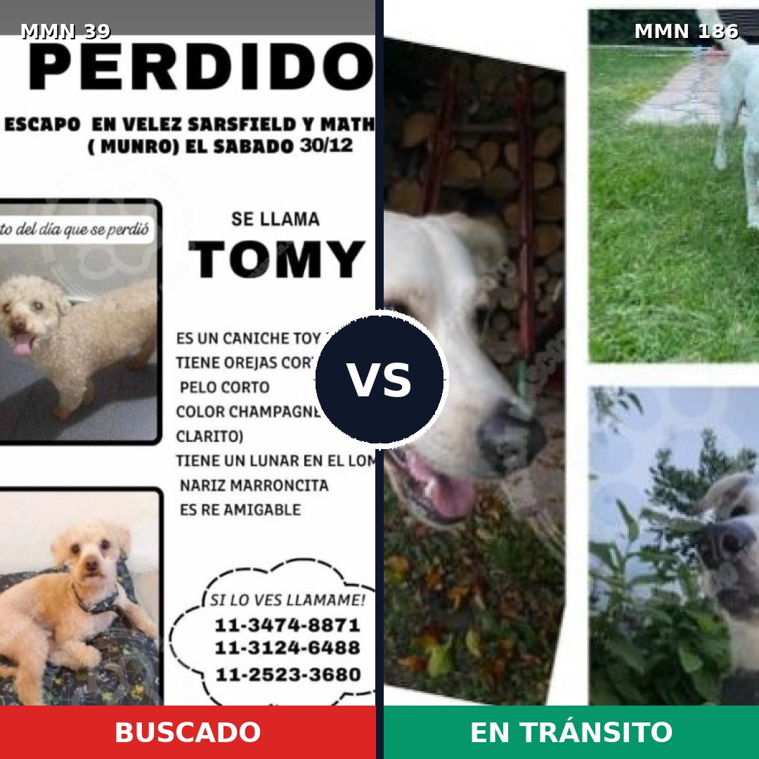 Comparativa MMS 30: mascota perdida y mascota encontrada, 43% de similitud