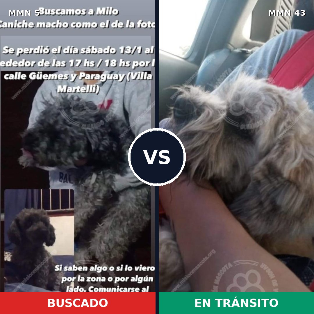 Comparativa MMS 300: mascota perdida y mascota encontrada, 40% de similitud
