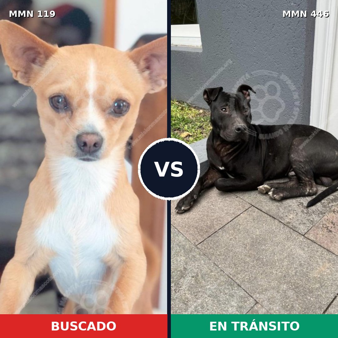 Comparativa MMS 3000: mascota perdida y mascota encontrada, 30% de similitud