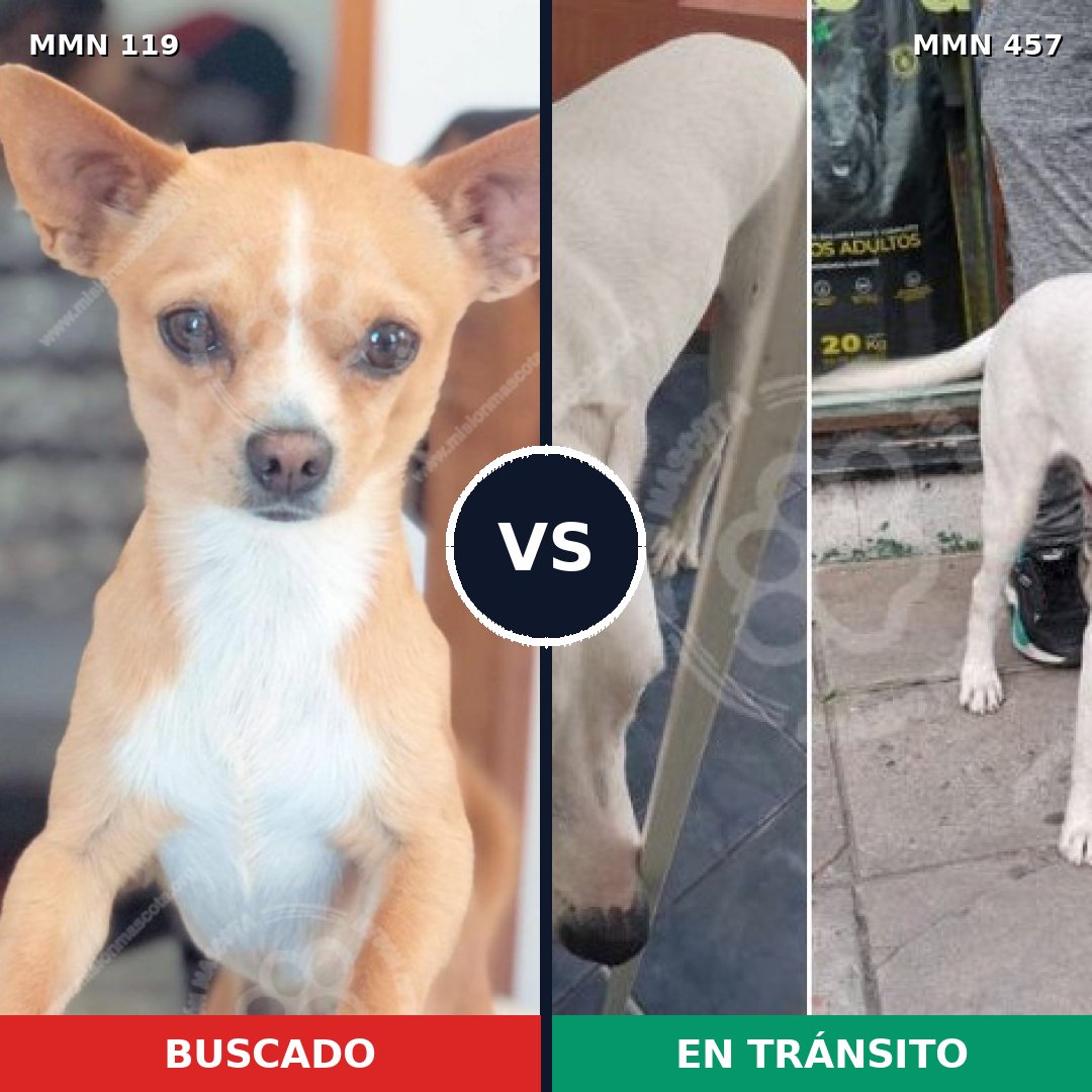 Comparativa MMS 3001: mascota perdida y mascota encontrada, 30% de similitud