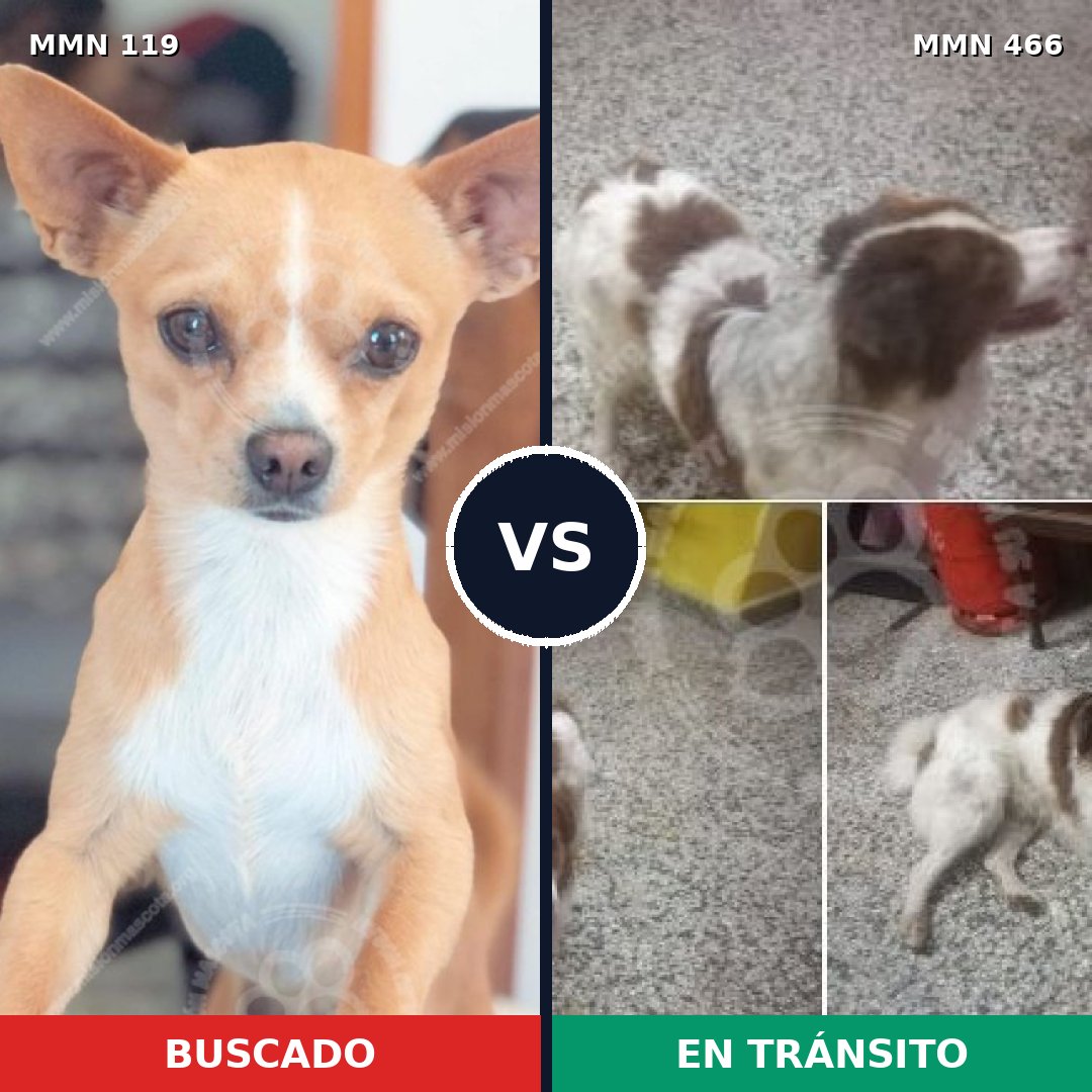 Comparativa MMS 3003: mascota perdida y mascota encontrada, 27% de similitud