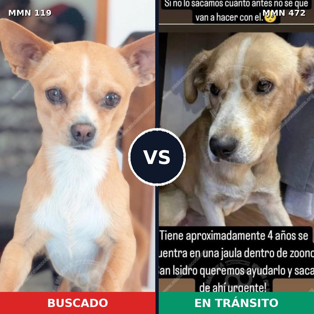 Comparativa MMS 3004: mascota perdida y mascota encontrada, 48% de similitud