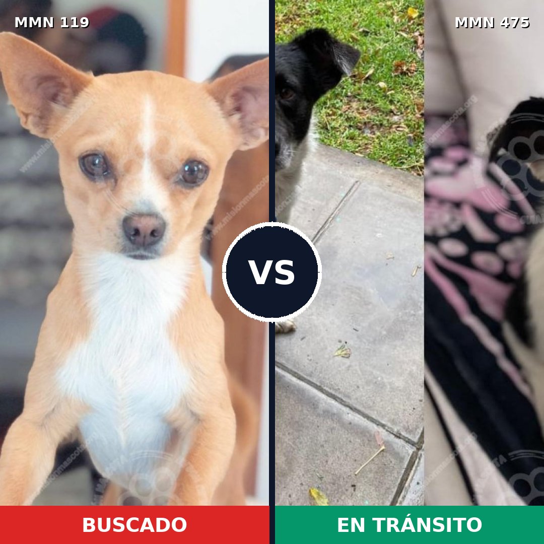 Comparativa MMS 3005: mascota perdida y mascota encontrada, 30% de similitud