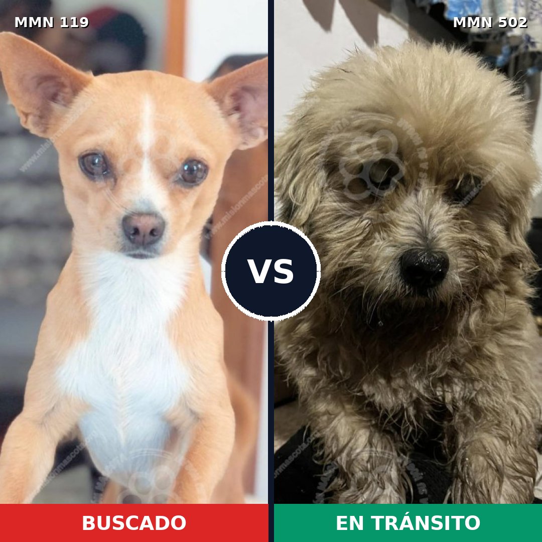 Comparativa MMS 3008: mascota perdida y mascota encontrada, 56% de similitud