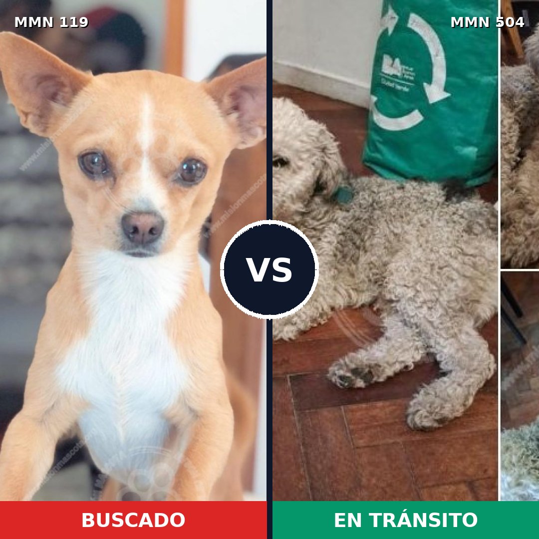 Comparativa MMS 3009: mascota perdida y mascota encontrada, 21% de similitud