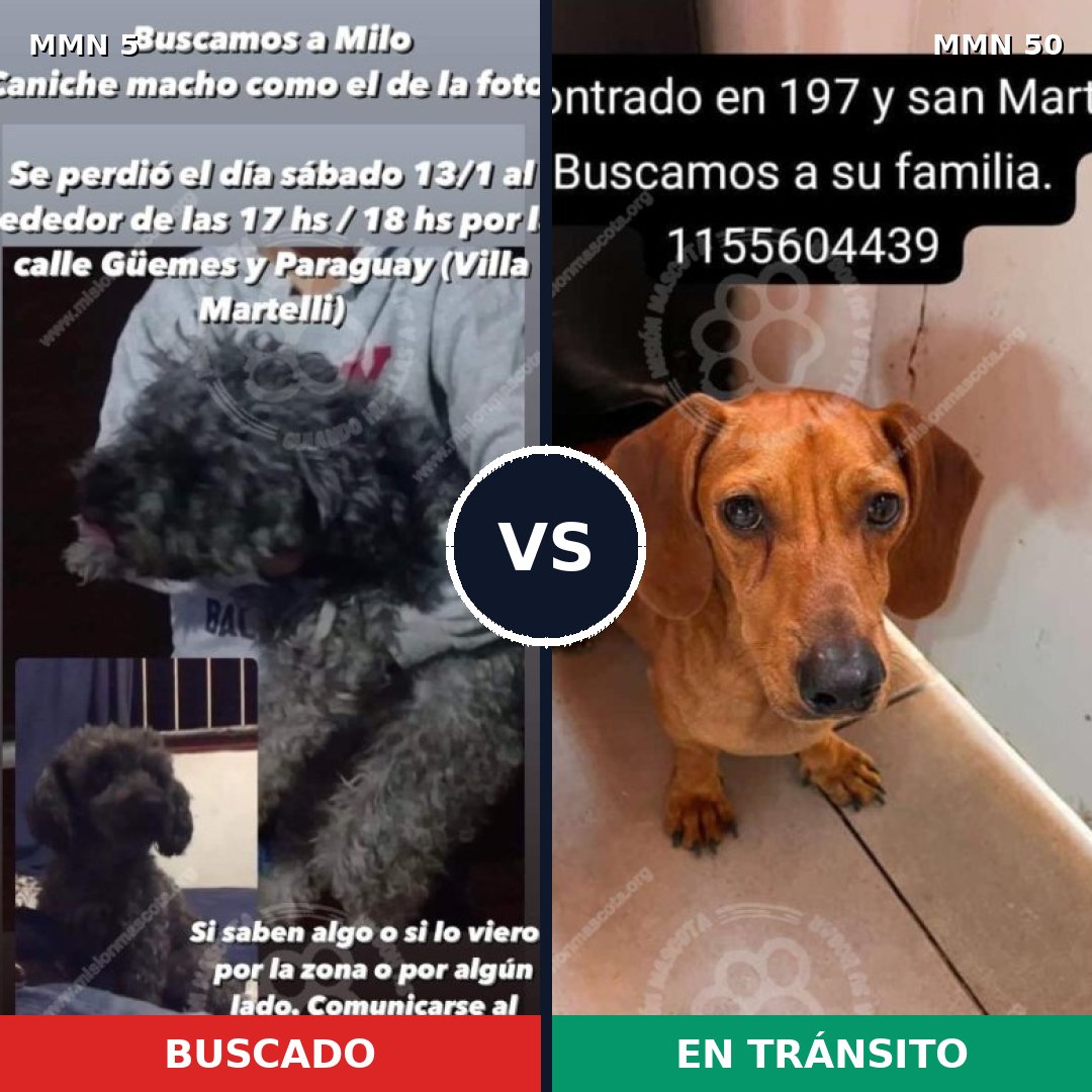 Comparativa MMS 301: mascota perdida y mascota encontrada, 47% de similitud
