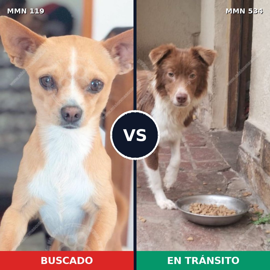 Comparativa MMS 3011: mascota perdida y mascota encontrada, 3% de similitud