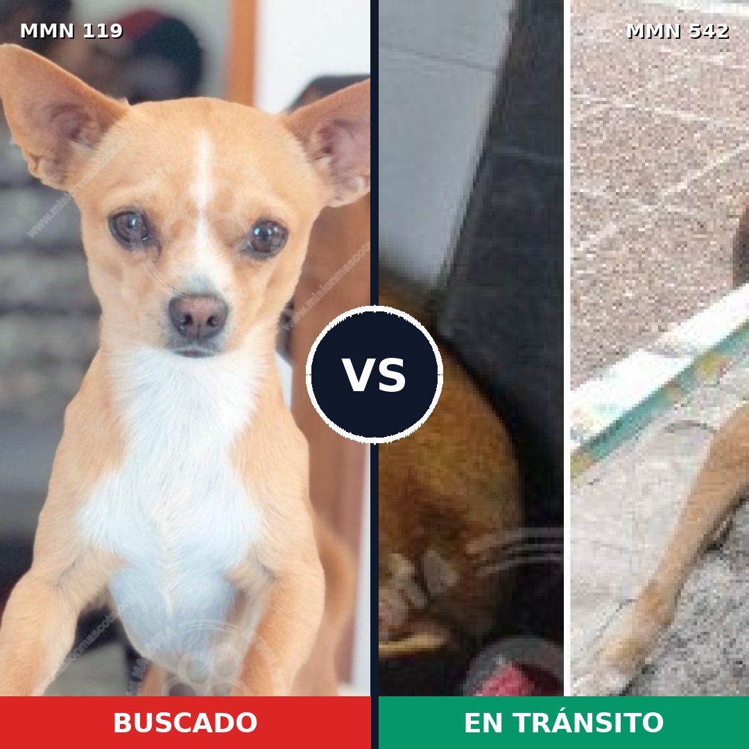 Comparativa MMS 3012: mascota perdida y mascota encontrada, 6% de similitud