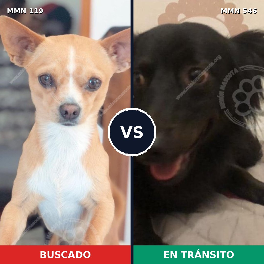 Comparativa MMS 3013: mascota perdida y mascota encontrada, 48% de similitud