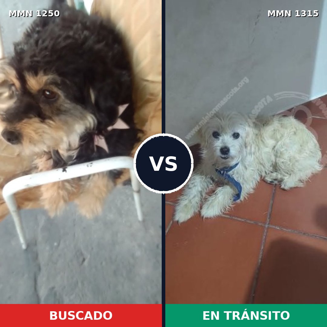 Comparativa MMS 30132: mascota perdida y mascota encontrada, 63% de similitud