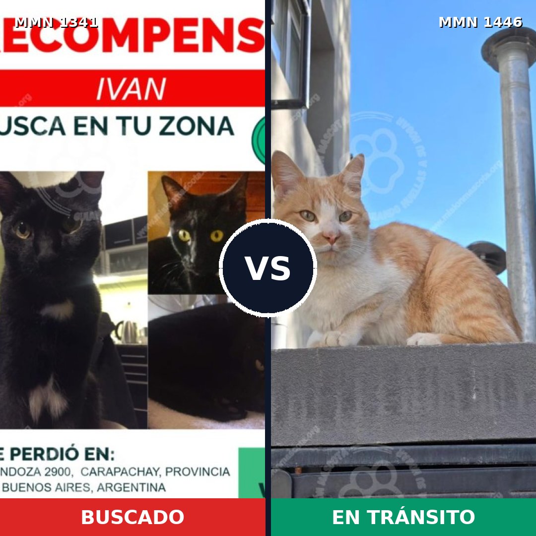 Comparativa MMS 30133: mascota perdida y mascota encontrada, 74% de similitud