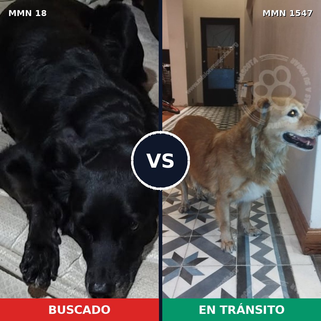 Comparativa MMS 30135: mascota perdida y mascota encontrada, 80% de similitud