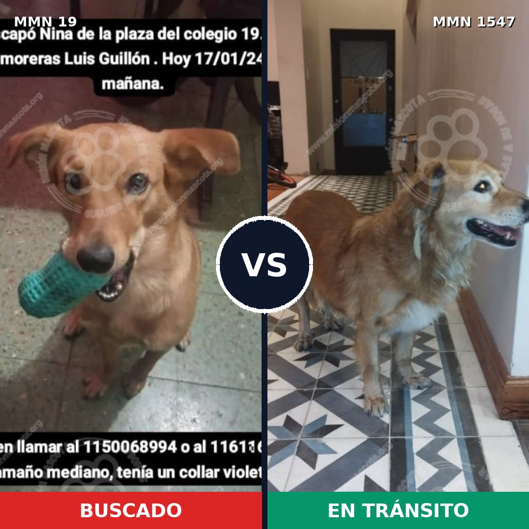 Comparativa MMS 30136: mascota perdida y mascota encontrada, 55% de similitud