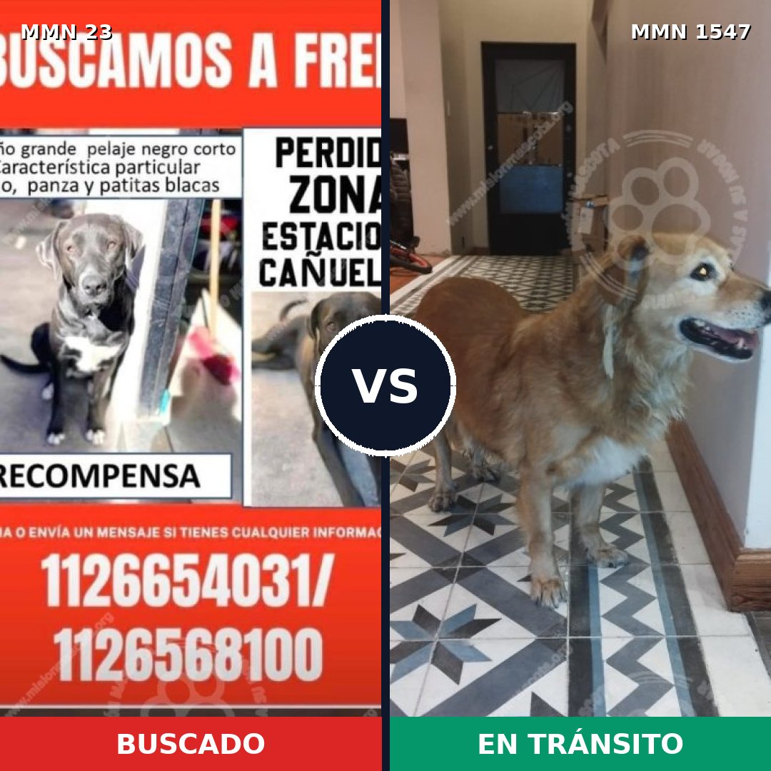 Comparativa MMS 30137: mascota perdida y mascota encontrada, 82% de similitud