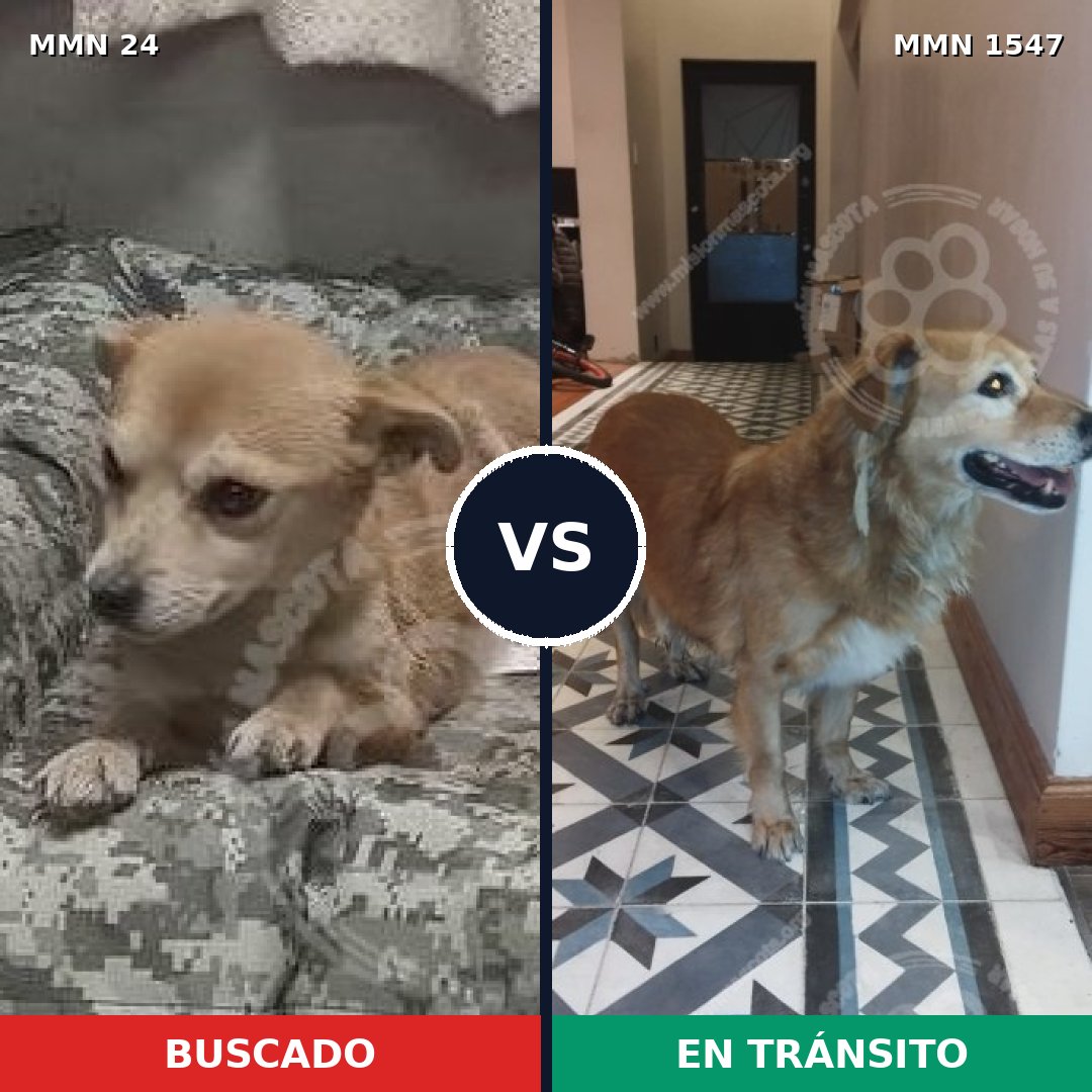 Comparativa MMS 30138: mascota perdida y mascota encontrada, 51% de similitud