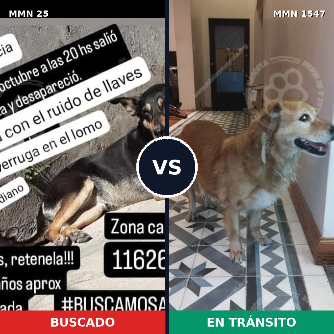 Comparativa MMS 30139: mascota perdida y mascota encontrada, 53% de similitud
