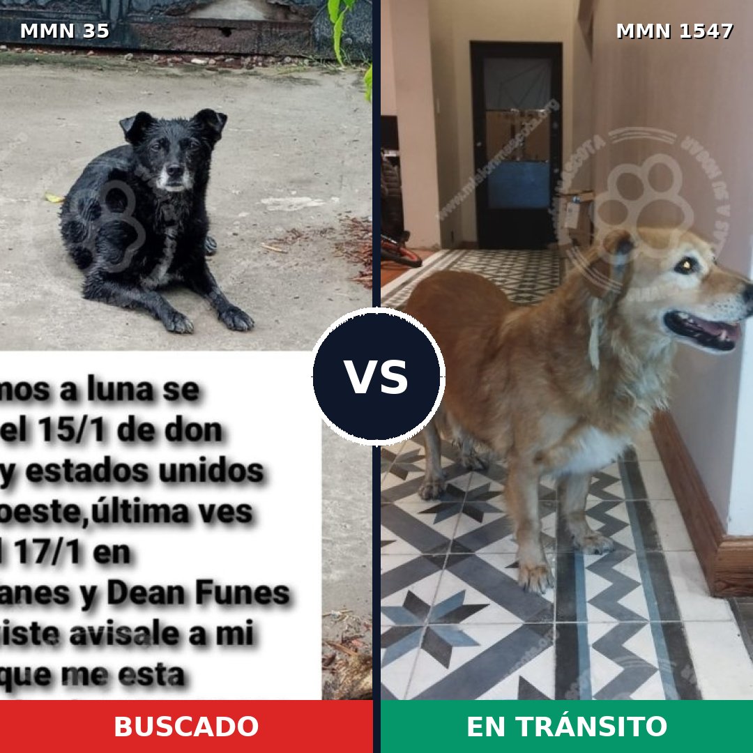 Comparativa MMS 30140: mascota perdida y mascota encontrada, 73% de similitud