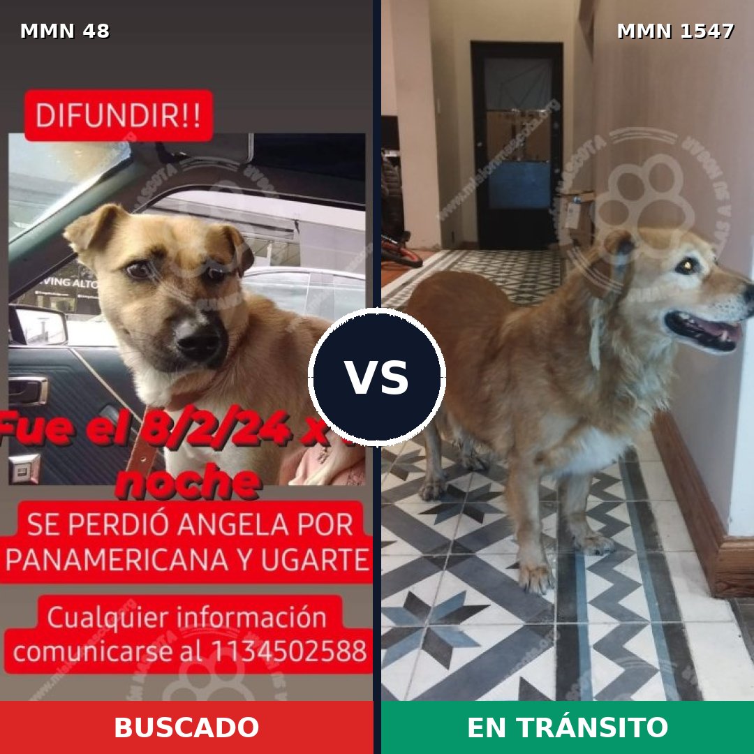 Comparativa MMS 30142: mascota perdida y mascota encontrada, 64% de similitud