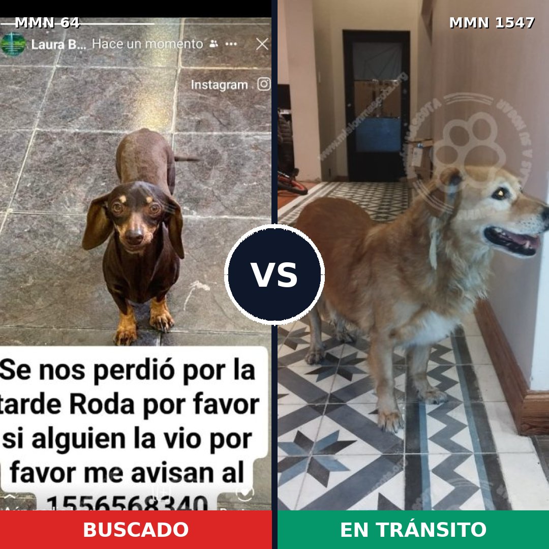 Comparativa MMS 30144: mascota perdida y mascota encontrada, 26% de similitud