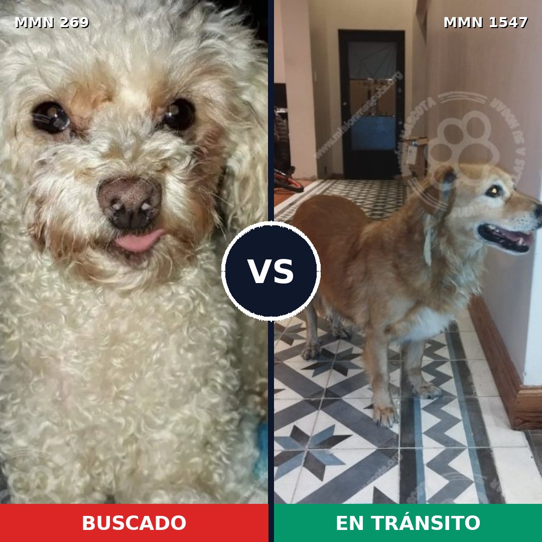 Comparativa MMS 30147: mascota perdida y mascota encontrada, 35% de similitud