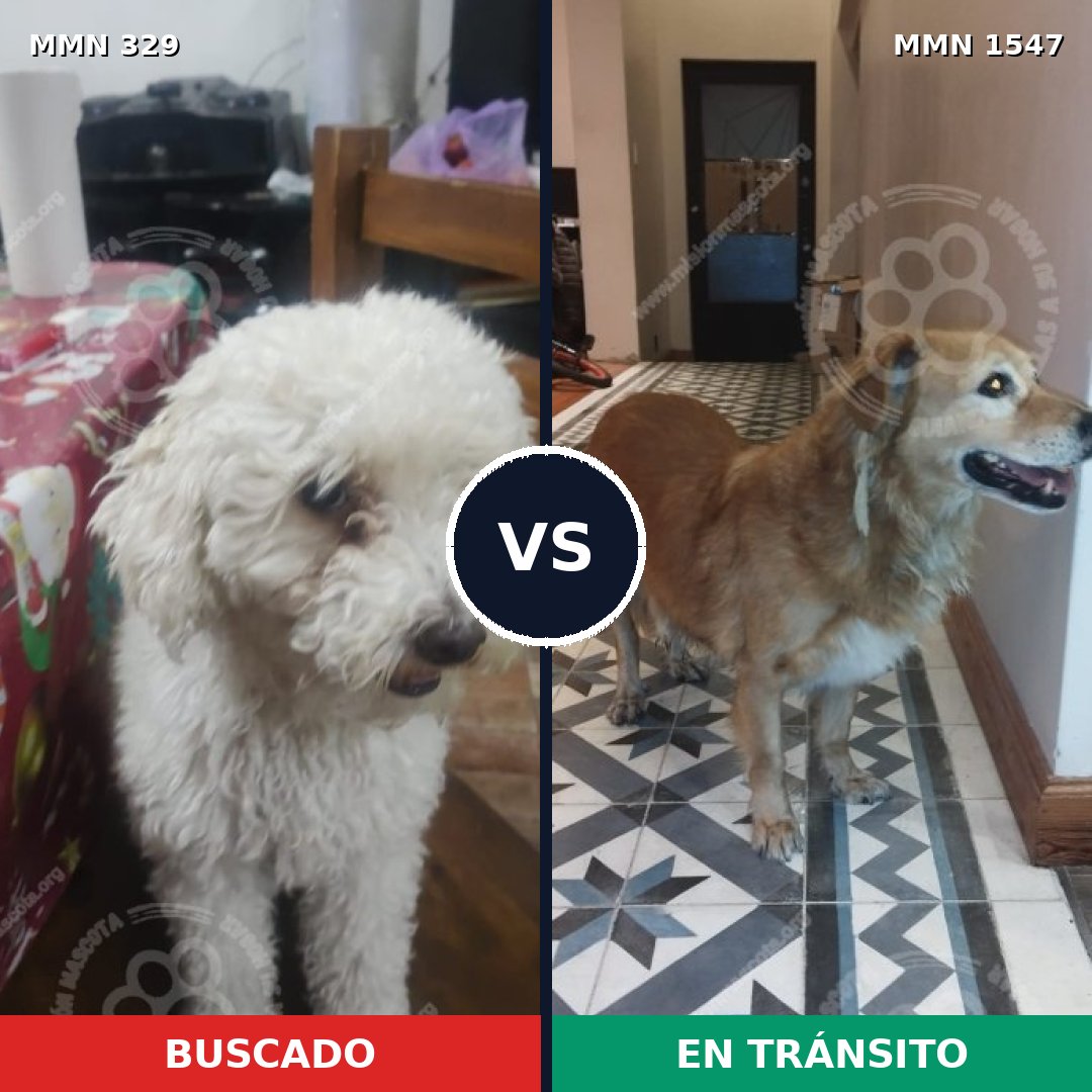 Comparativa MMS 30148: mascota perdida y mascota encontrada, 34% de similitud