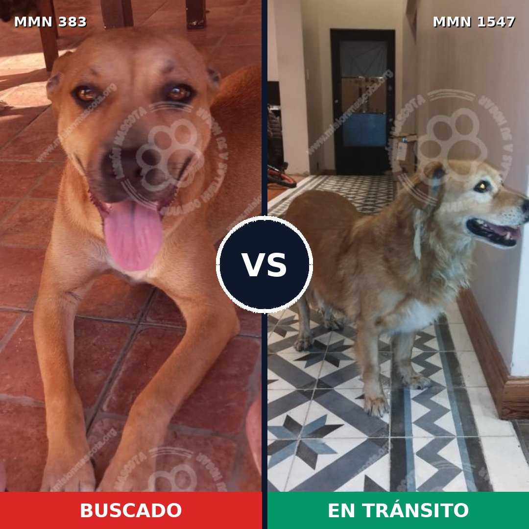 Comparativa MMS 30149: mascota perdida y mascota encontrada, 49% de similitud