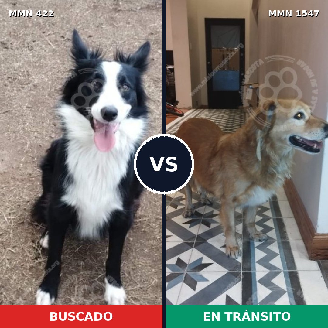 Comparativa MMS 30151: mascota perdida y mascota encontrada, 41% de similitud