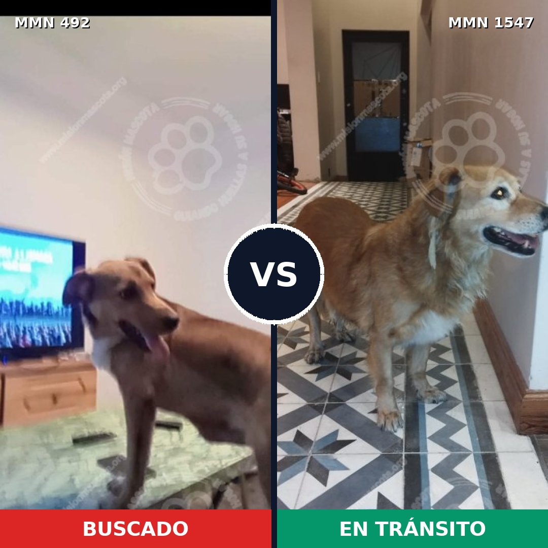 Comparativa MMS 30152: mascota perdida y mascota encontrada, 79% de similitud